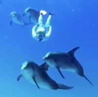 swim-with-dolphins swim-with-dolphins
